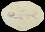Knightia Fossil Fish #3771-1